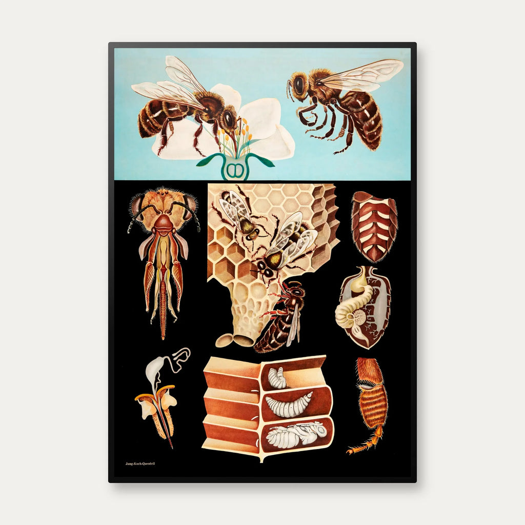 Honningbi 1920 - Jung-Koch-Quentell - Plakat – billede 1