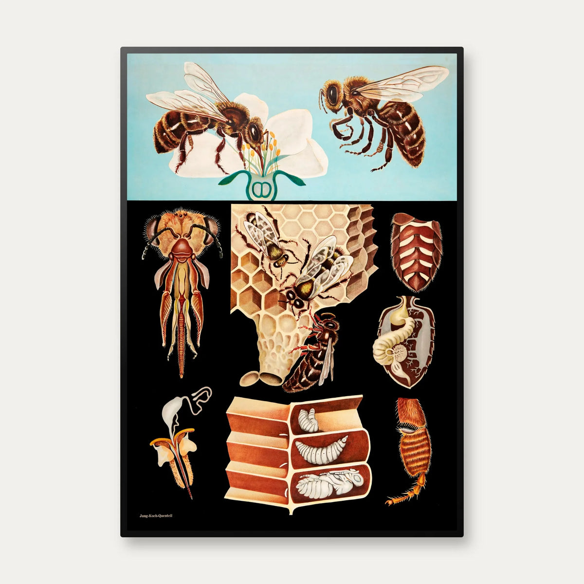 Honningbi 1920 - Jung-Koch-Quentell - Plakat – billede 1
