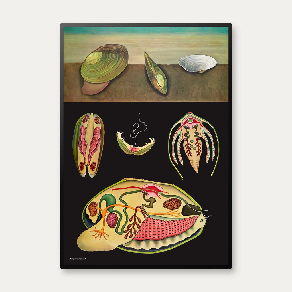 Dammusling 1920 - Jung-Koch-Quentell - Plakat – billede 1