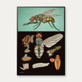 Flue 1920 - Jung-Koch-Quentell - Plakat – billede 1