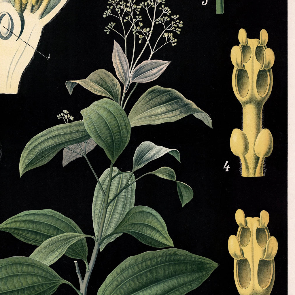 Kaneltræ fra Ceylon 1880 - Anskuelsesbillede – billede 4