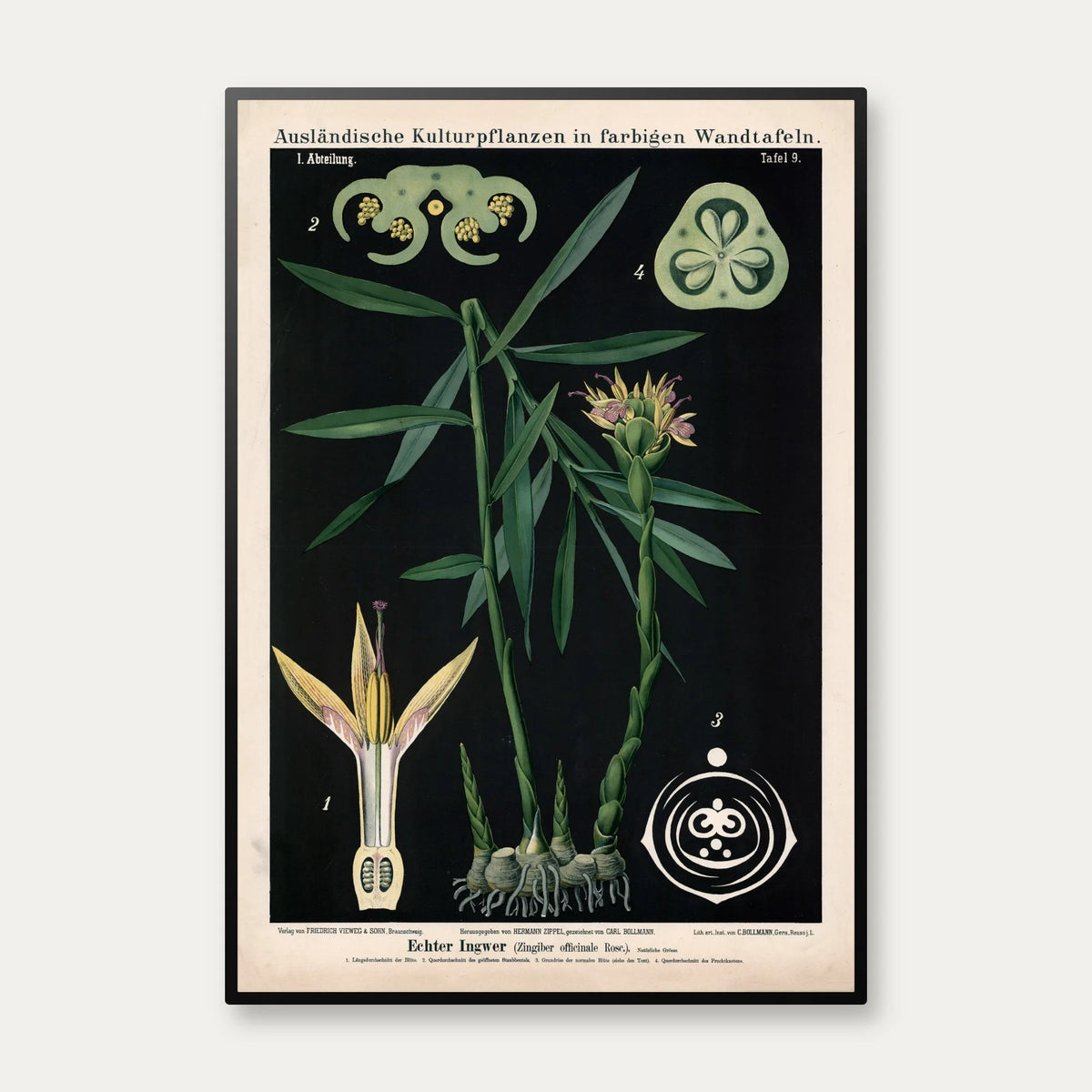 Ingefær 1880 - Anskuelsesbillede – billede 1