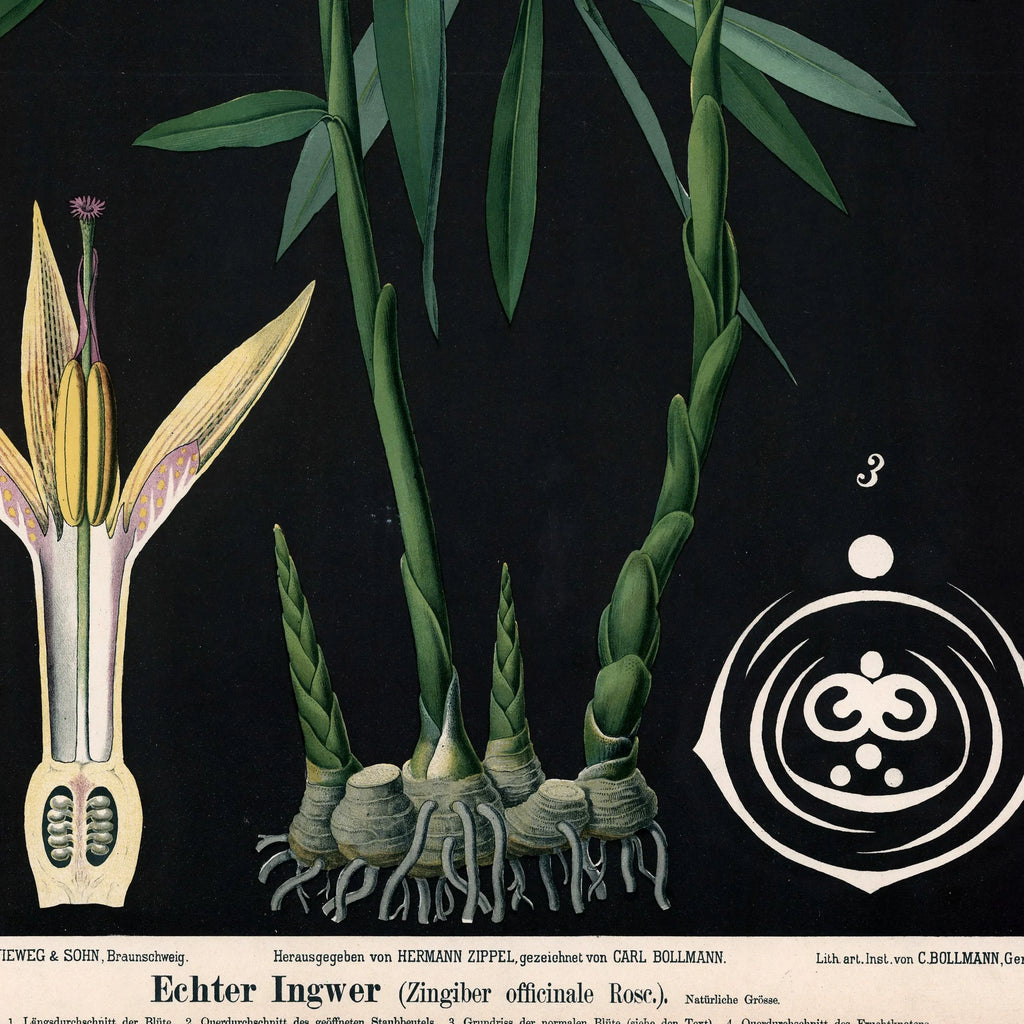 Ingefær 1880 - Anskuelsesbillede – billede 4