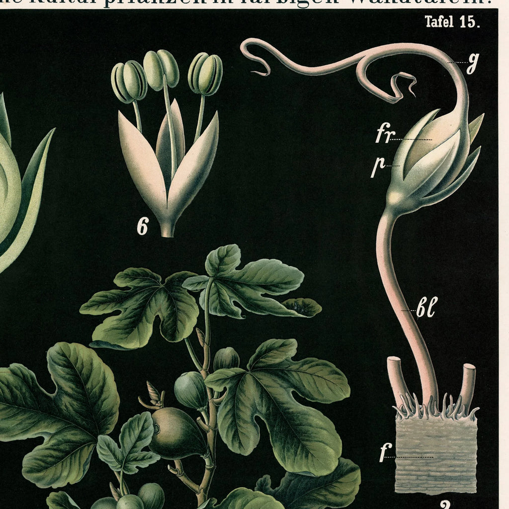 Figentræ 1880 - Anskuelsesbillede – billede 4