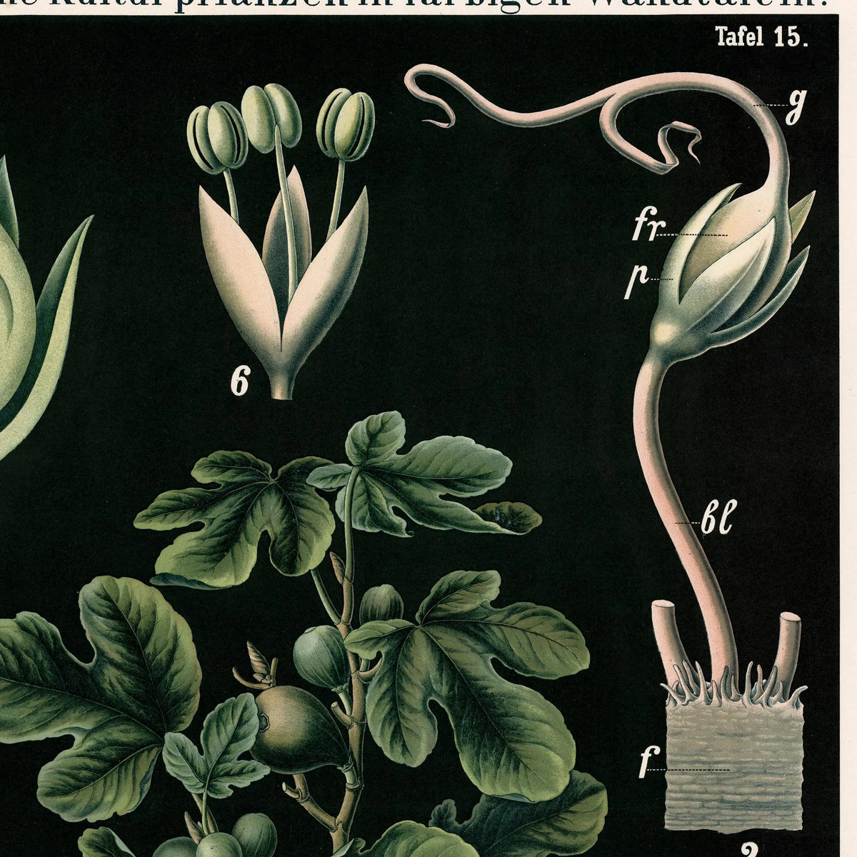 Figentræ 1880 - Anskuelsesbillede – billede 4