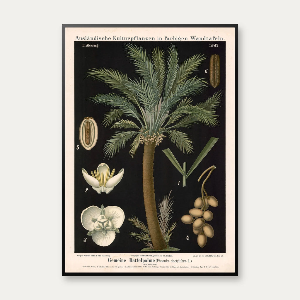 Dadelpalme 1880 - Anskuelsesbillede – billede 1