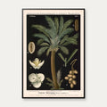 Dadelpalme 1880 - Anskuelsesbillede – billede 1
