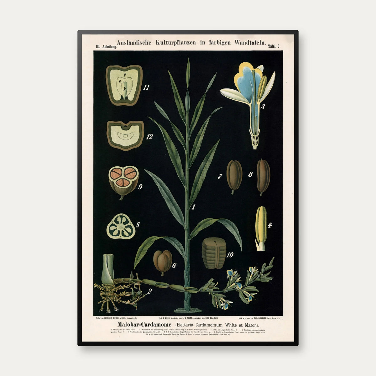 Kardemomme 1880 - Anskuelsesbillede – billede 1