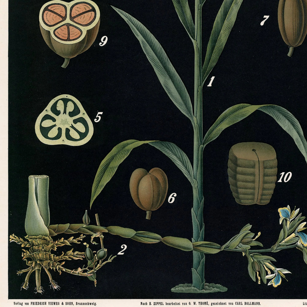 Kardemomme 1880 - Anskuelsesbillede – billede 4