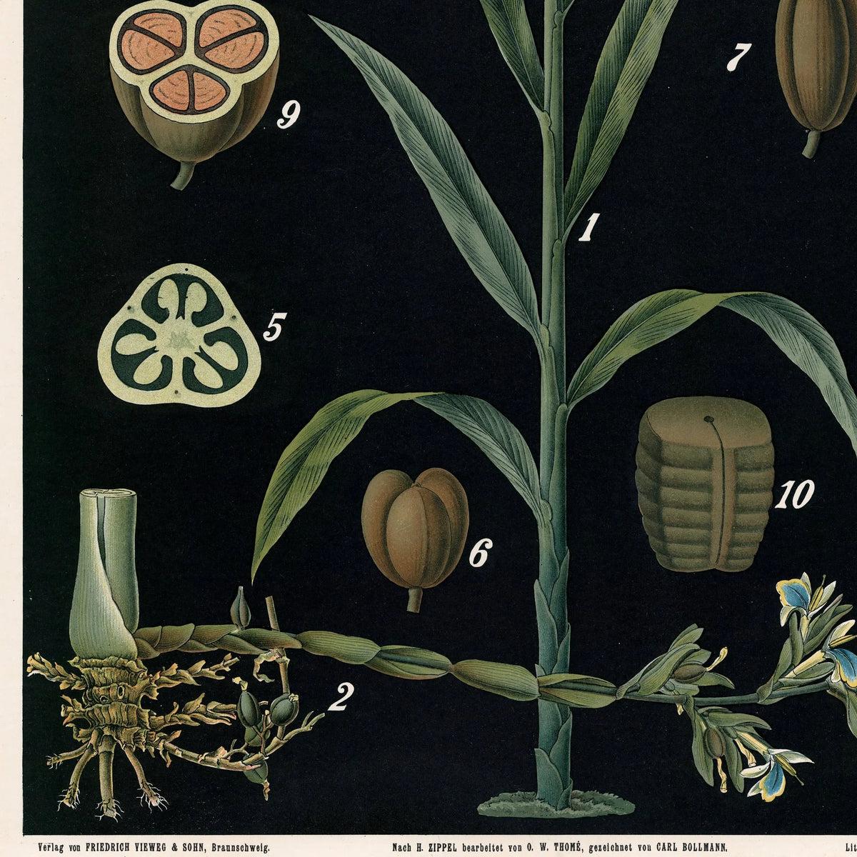 Kardemomme 1880 - Anskuelsesbillede – billede 4