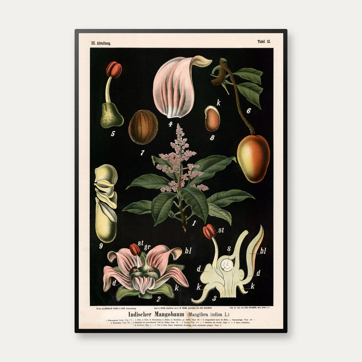 Mangotræ 1880 - Anskuelsesbillede – billede 1