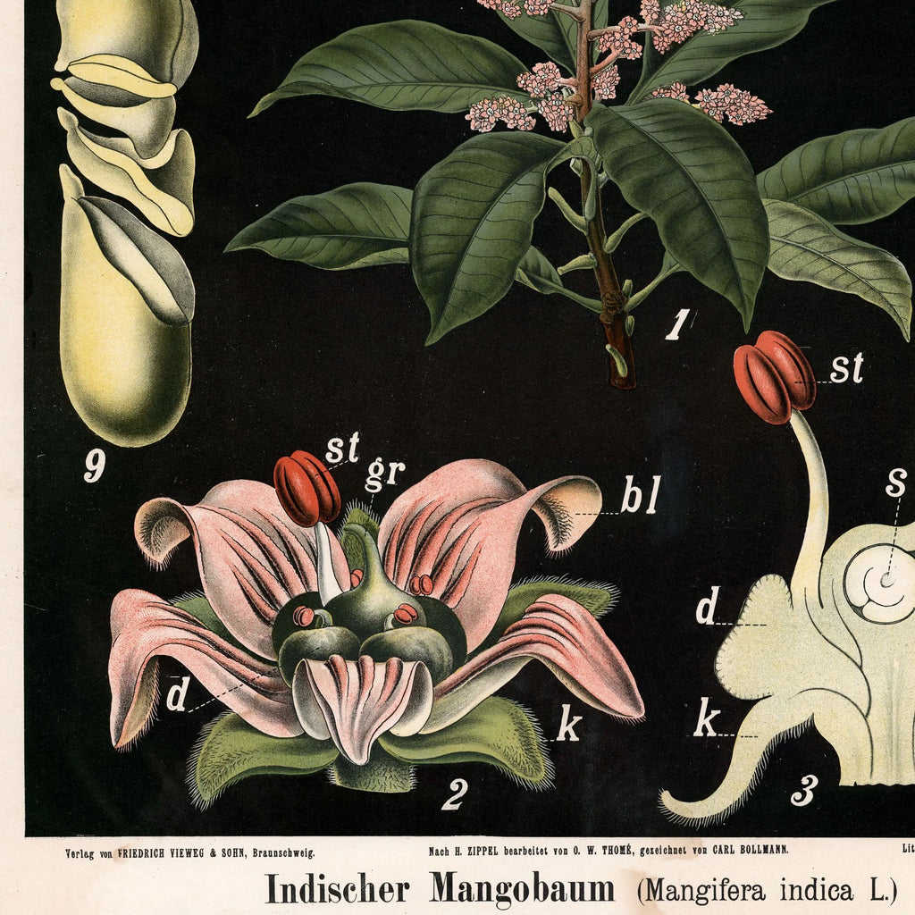 Mangotræ 1880 - Anskuelsesbillede – billede 4