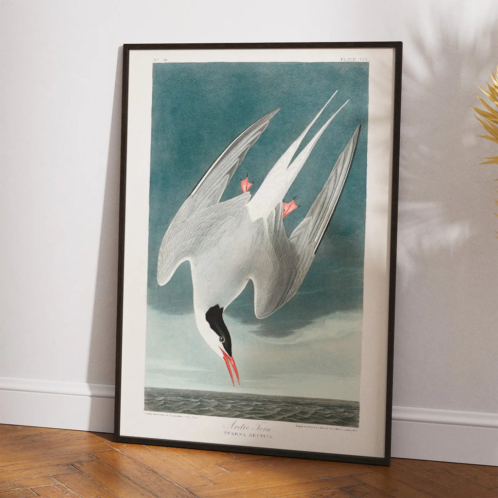 Arktisk terne 1828 - Zoologi plakat – billede 2