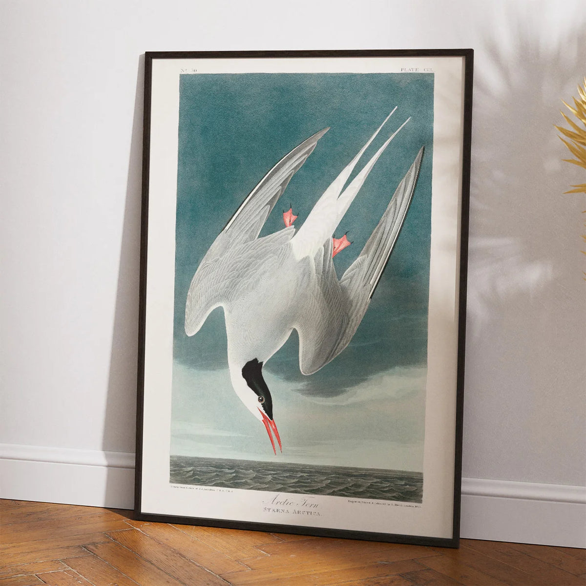Arktisk terne 1828 - Zoologi plakat – billede 2