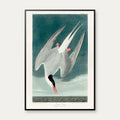 Arktisk terne 1828 - Zoologi plakat – billede 1