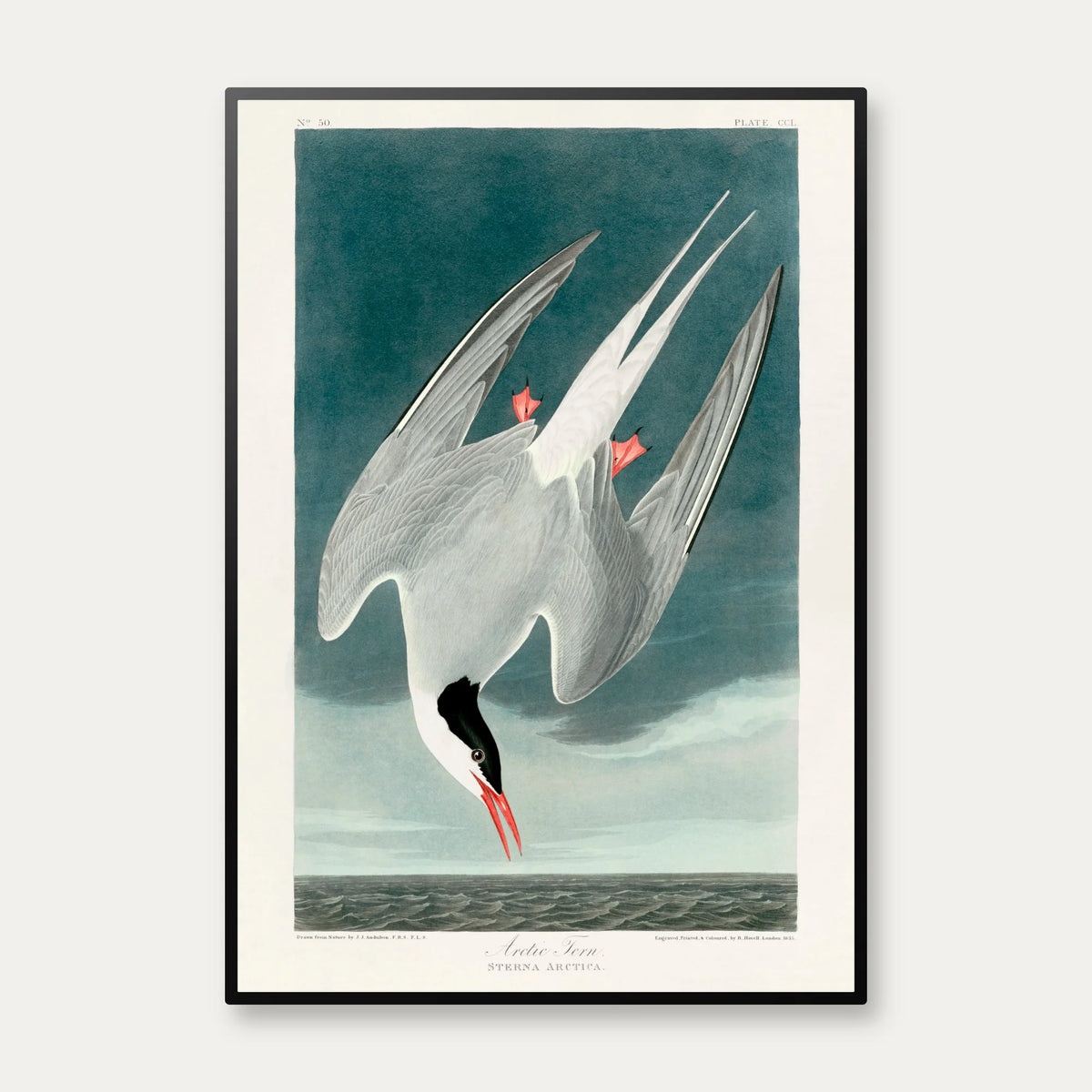 Arktisk terne 1828 - Zoologi plakat – billede 1
