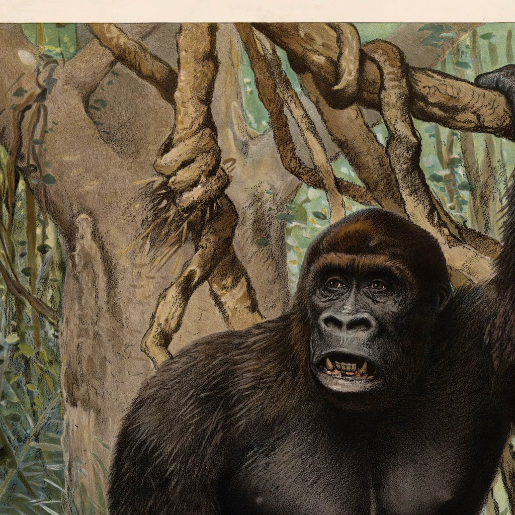 Gorilla 1890 - Anskuelsesbillede – billede 4