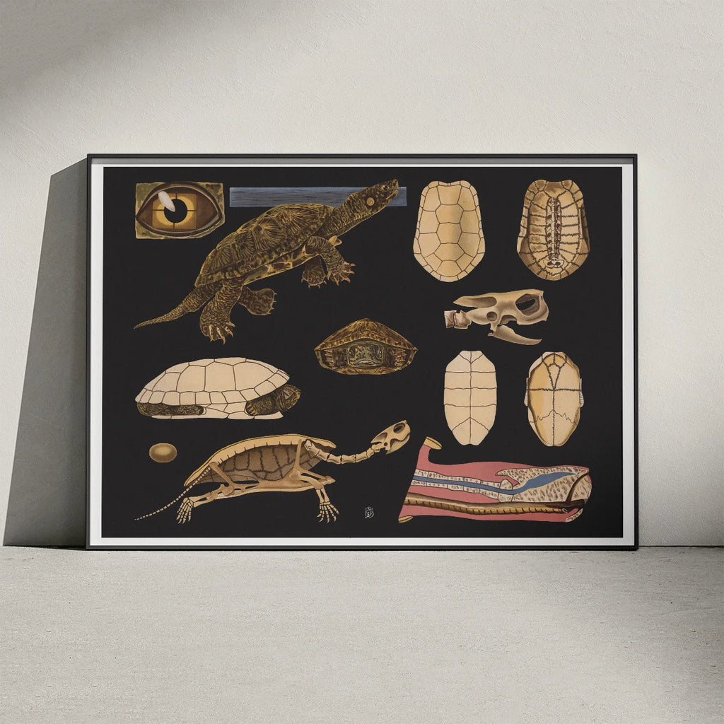 Europæisk sumpskildpadde 1910 - Anskuelsesbillede – billede 3