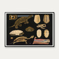 Europæisk sumpskildpadde 1910 - Anskuelsesbillede – billede 1