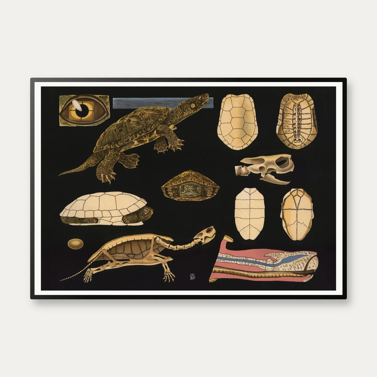 Europæisk sumpskildpadde 1910 - Anskuelsesbillede – billede 1