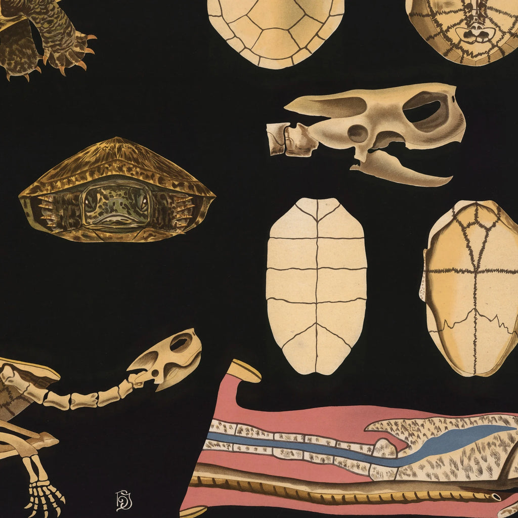 Europæisk sumpskildpadde 1910 - Anskuelsesbillede – billede 4