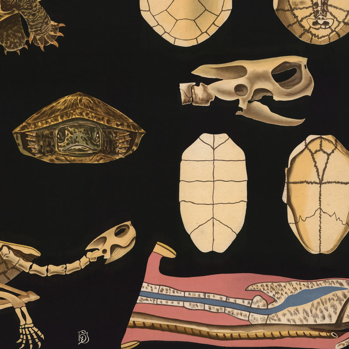 Europæisk sumpskildpadde 1910 - Anskuelsesbillede – billede 4