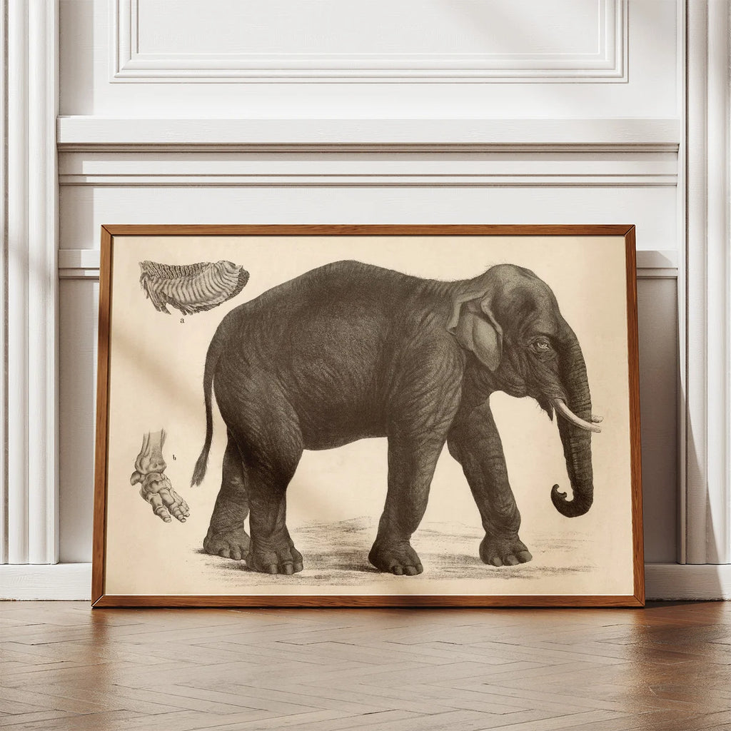 Indisk elefant 1911 - Anskuelsesbillede – billede 2