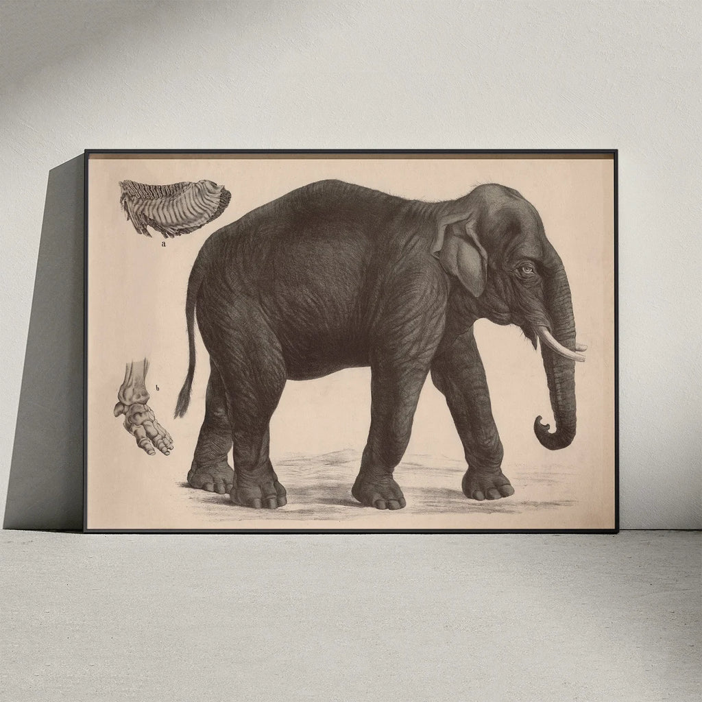 Indisk elefant 1911 - Anskuelsesbillede – billede 3