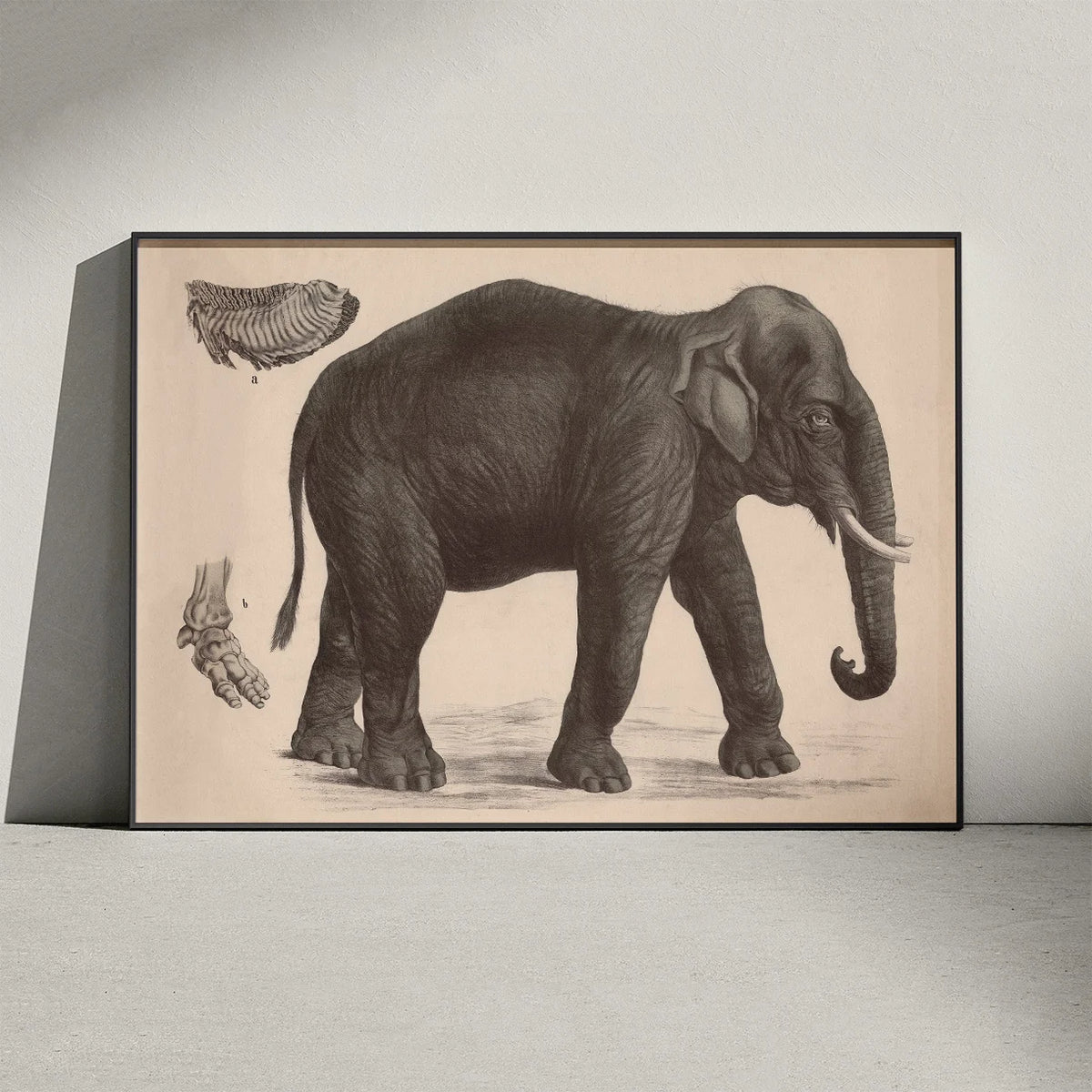 Indisk elefant 1911 - Anskuelsesbillede – billede 3