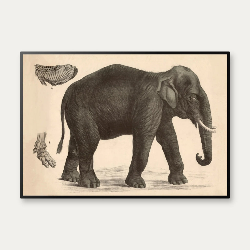 Indisk elefant 1911 - Anskuelsesbillede – billede 1