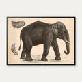 Indisk elefant 1911 - Anskuelsesbillede – billede 1