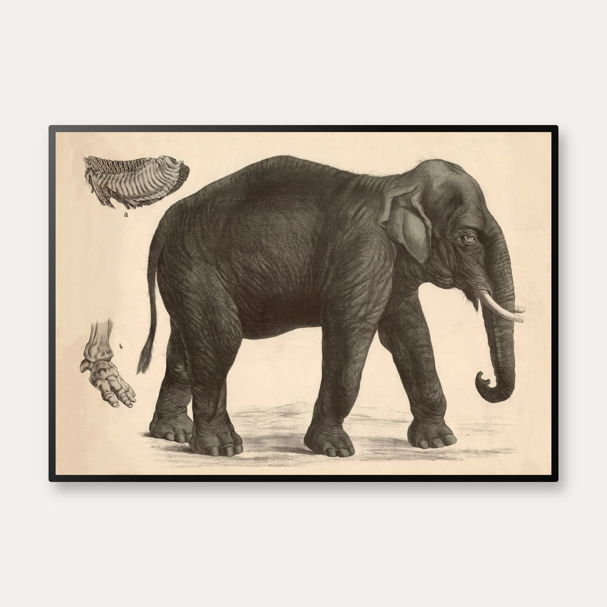 Indisk elefant 1911 - Anskuelsesbillede – billede 1