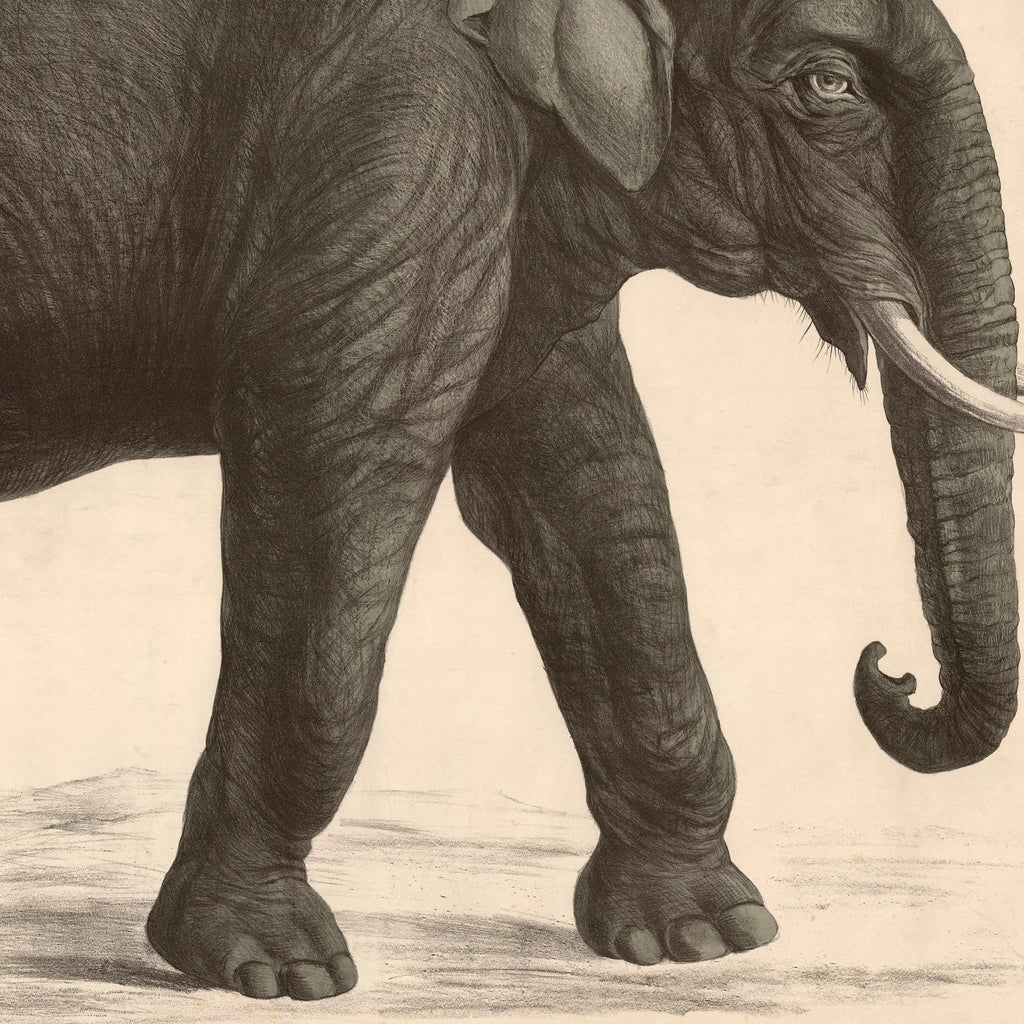 Indisk elefant 1911 - Anskuelsesbillede – billede 4