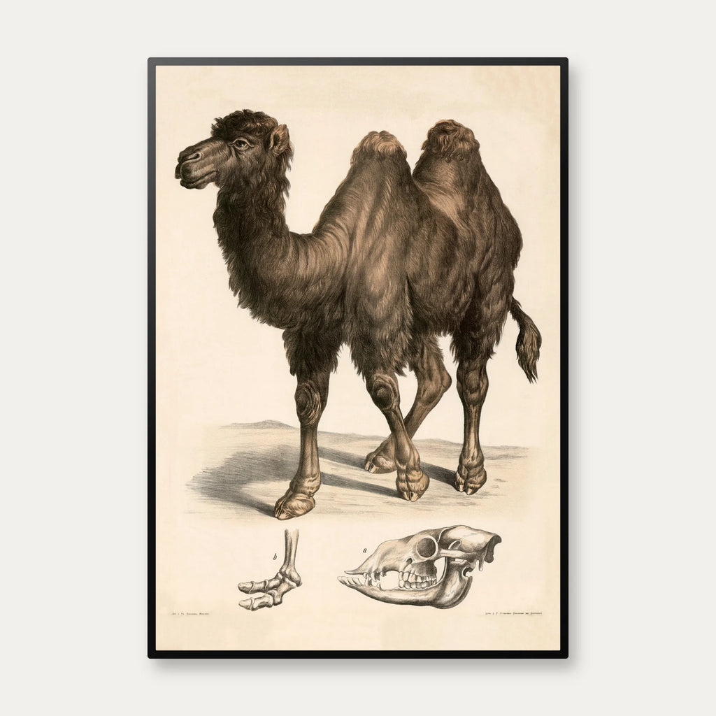 Kamel 1860 - Anskuelsesbillede – billede 1