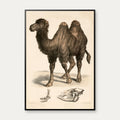 Kamel 1860 - Anskuelsesbillede – billede 1