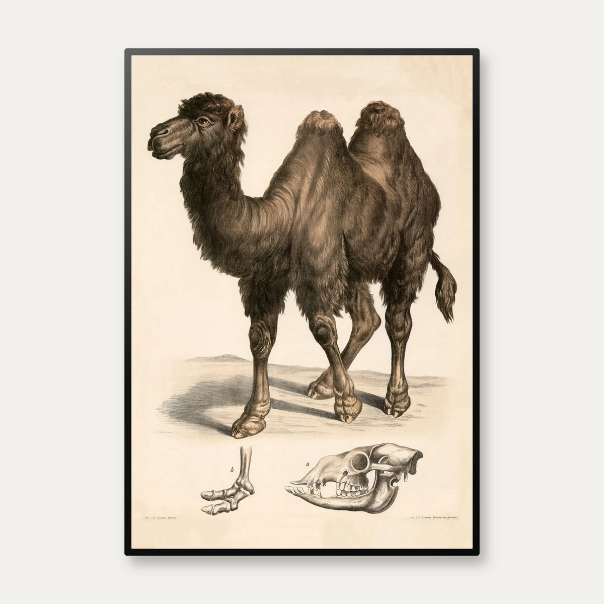 Kamel 1860 - Anskuelsesbillede – billede 1