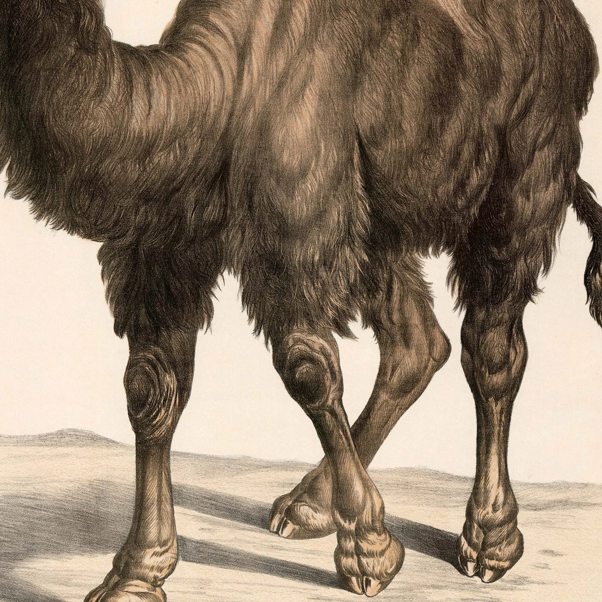 Kamel 1860 - Anskuelsesbillede – billede 4