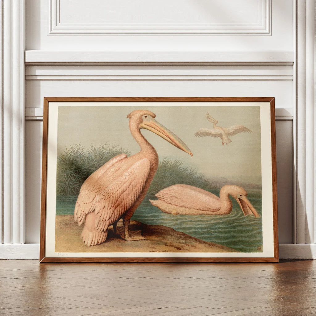 Almindelig pelikan 1890 - Anskuelsesbillede – billede 2