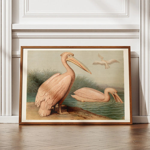 Almindelig pelikan 1890 - Anskuelsesbillede – billede 2