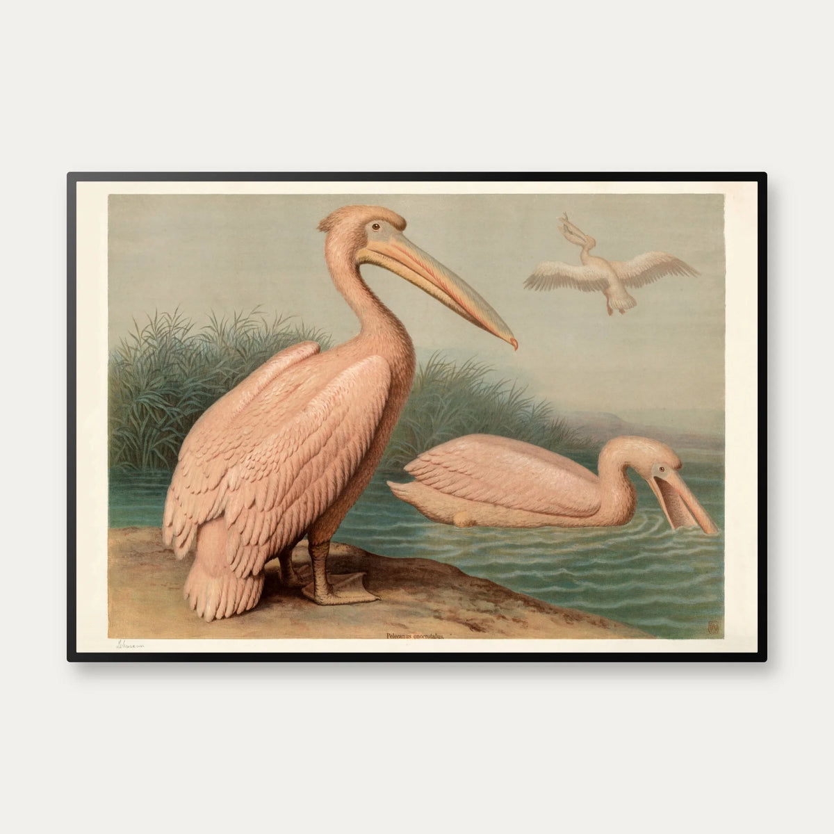 Almindelig pelikan 1890 - Anskuelsesbillede – billede 1