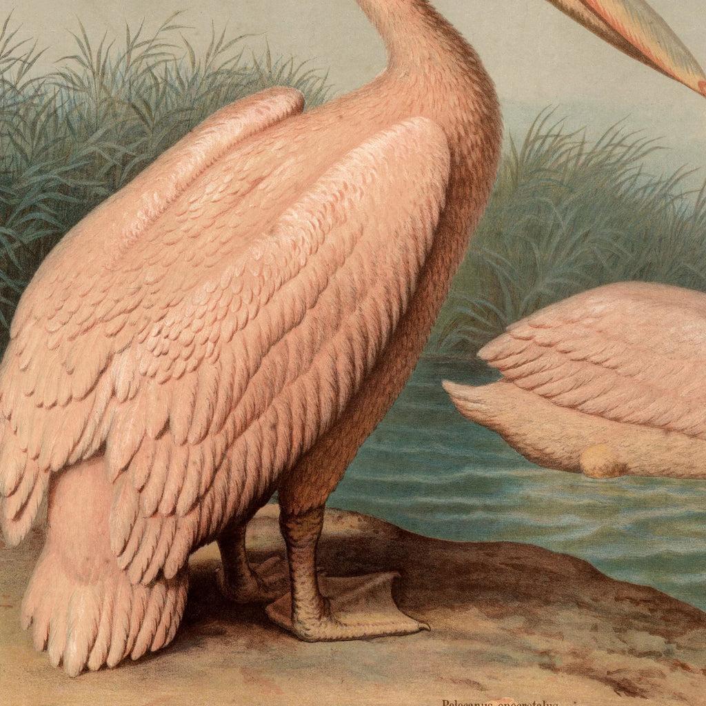 Almindelig pelikan 1890 - Anskuelsesbillede – billede 4