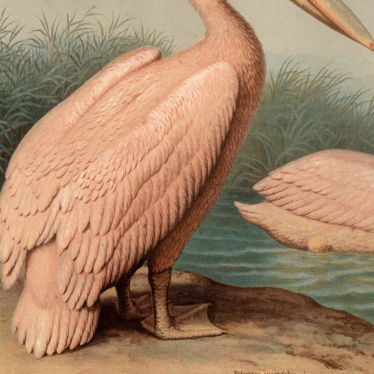 Almindelig pelikan 1890 - Anskuelsesbillede – billede 4