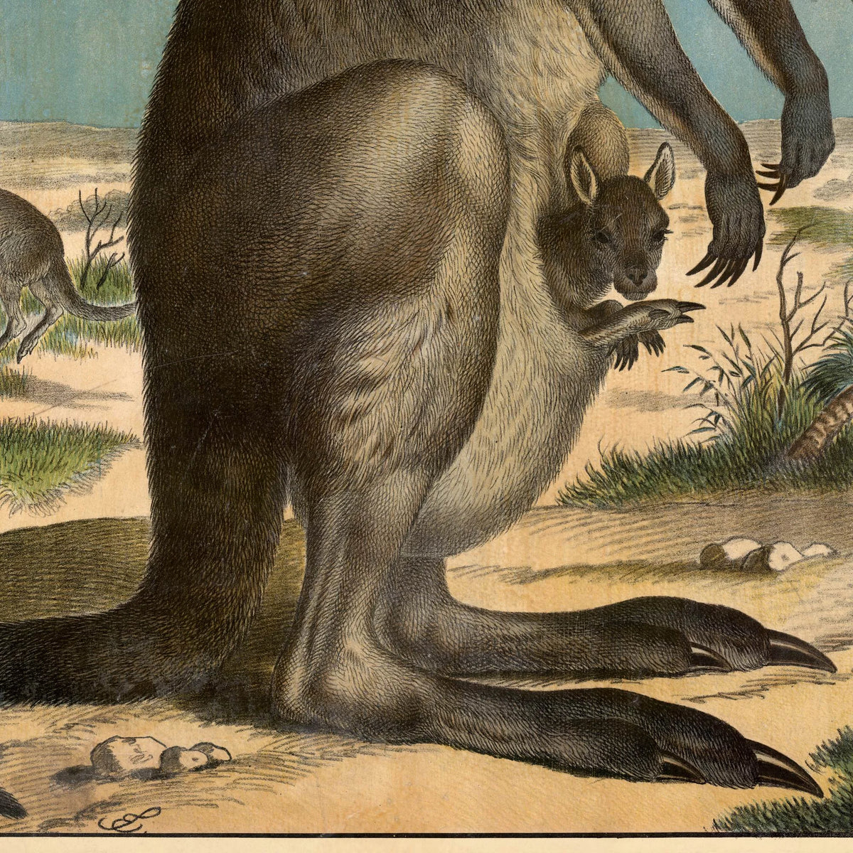 Kænguru 1910 - Anskuelsesbillede – billede 4