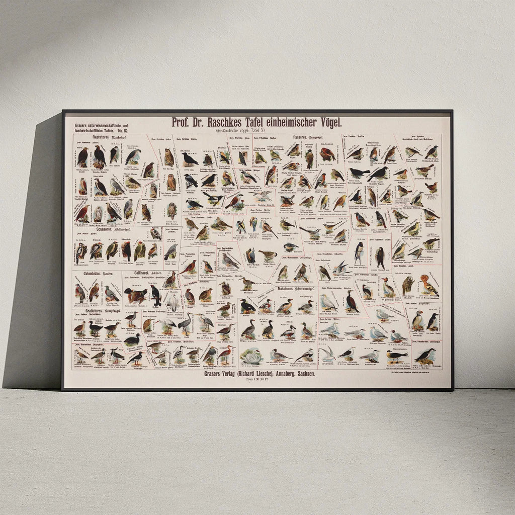 Hjemlige fugle 1910 - Anskuelsesbillede – billede 3