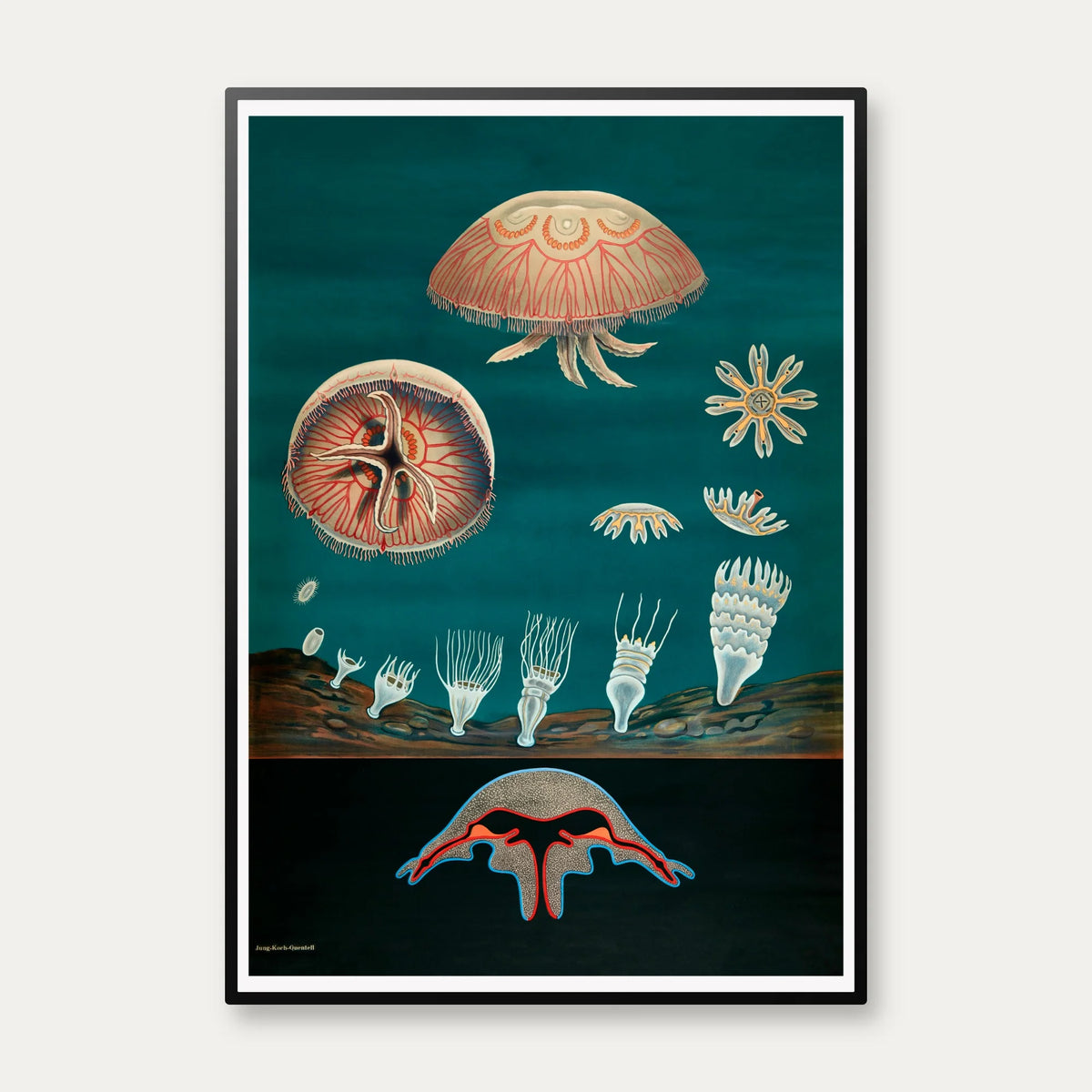 Gopler 1961 - Anskuelsesbillede – billede 1