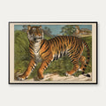Tiger 1905 - Anskuelsesbillede – billede 1