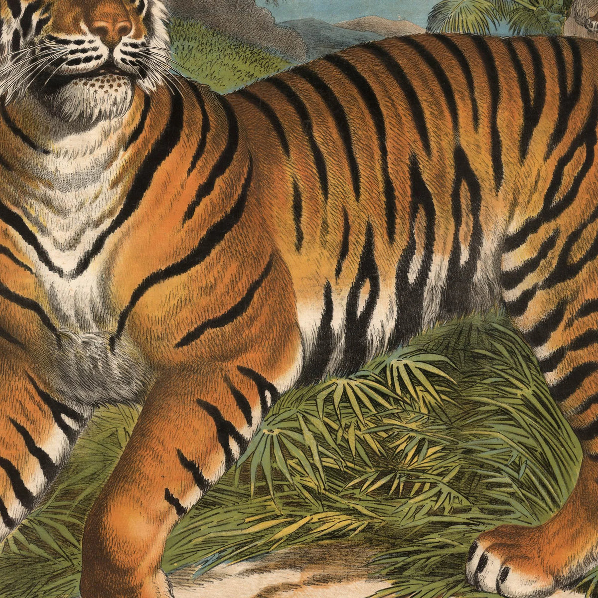 Tiger 1905 - Anskuelsesbillede – billede 4