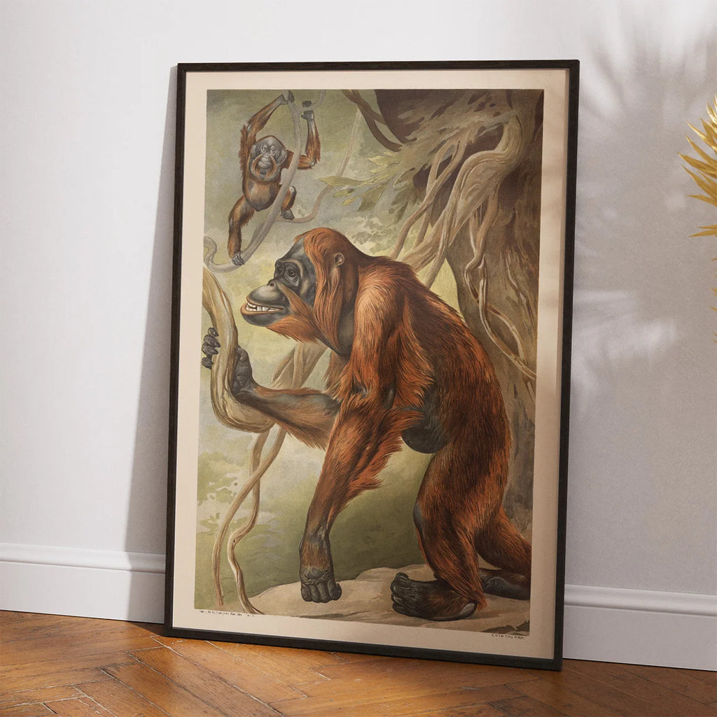 Orangutang 1910 - Anskuelsesbillede – billede 2