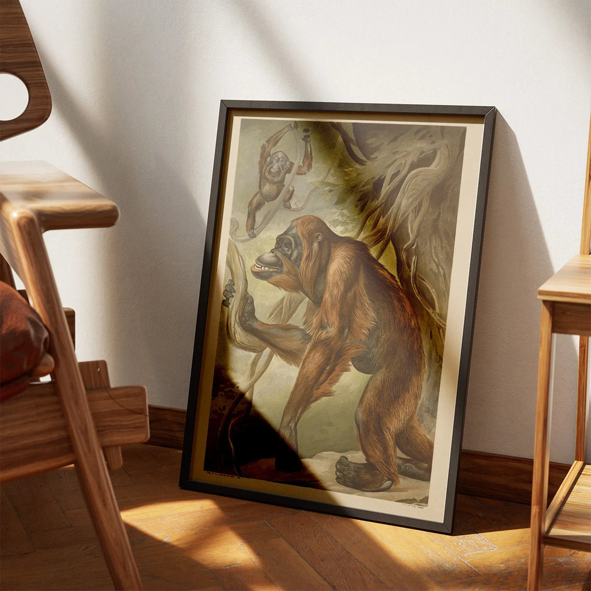 Orangutang 1910 - Anskuelsesbillede – billede 3