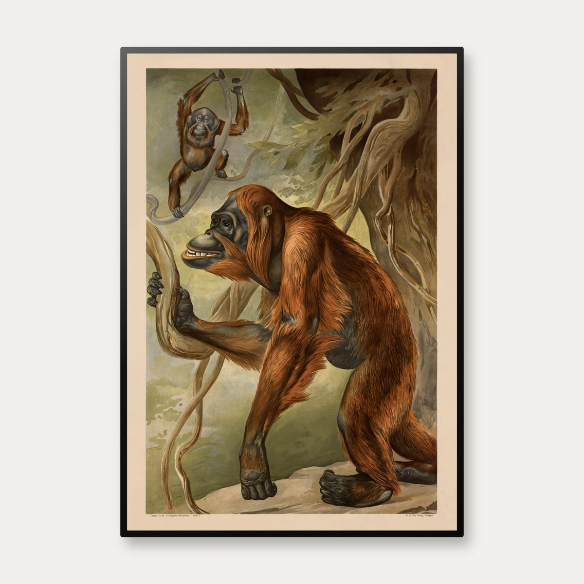 Orangutang 1910 - Anskuelsesbillede – billede 1